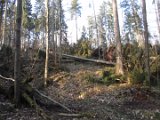 Nach Orkan Friederike - Zw. Dassel u. Erholungsheim  (10)